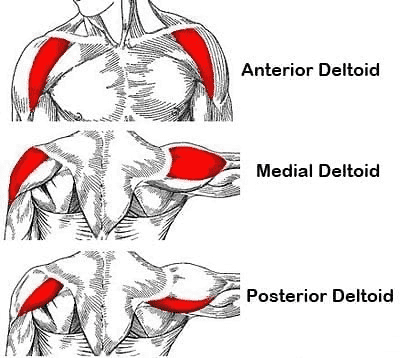 delt anatomy