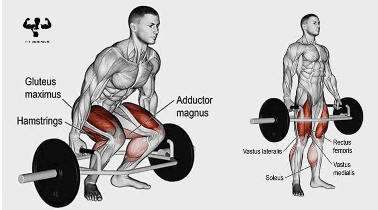 trap bar deadlift muscles used