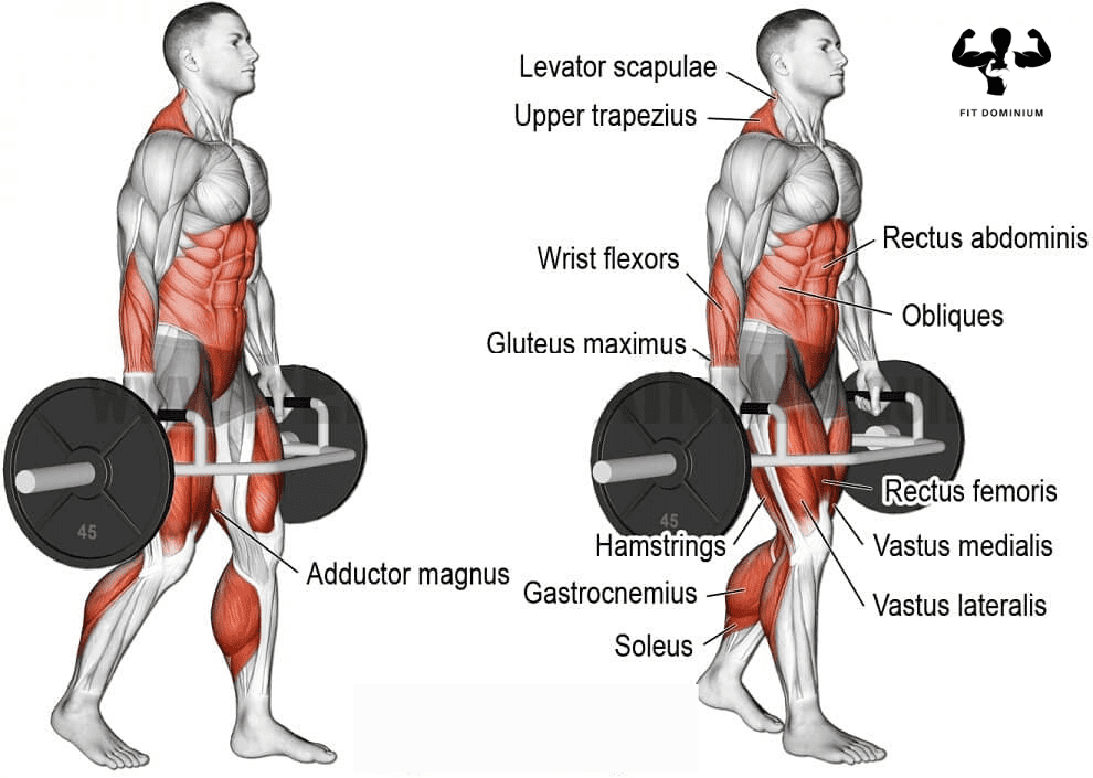 muscles worked by trap bar farmers walk
