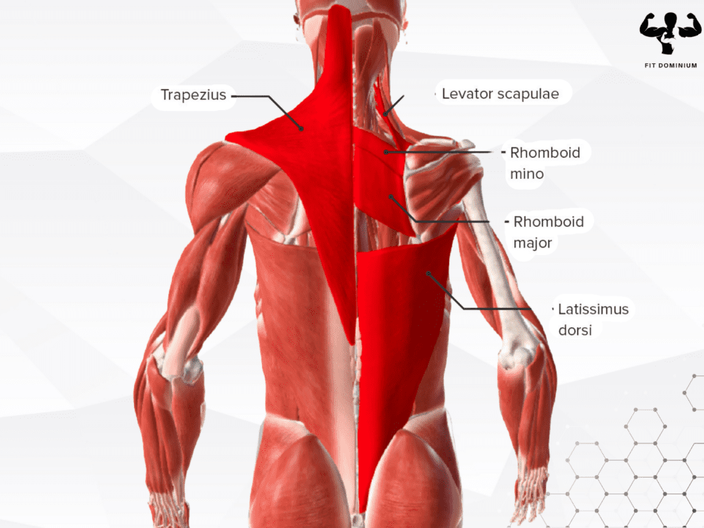 back calisthenics anatomy